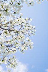 細川匂 （ホソカワニオイ）