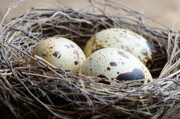 Naklejka na ściany i meble Nest with quail eggs