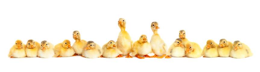 Group of fluffy baby ducklings