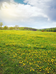 Flowering Dandelion field