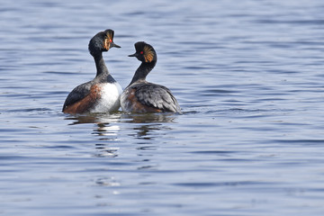 Black-necked Grebe