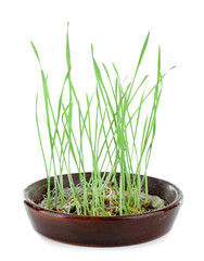 Sprouted grains in cap isolated on white