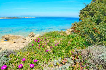 pink flowers by the sea in Capo Testa