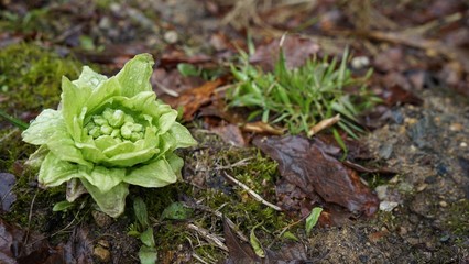 Flowering stalk of a butterbur