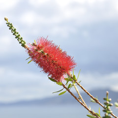 Red callistemon