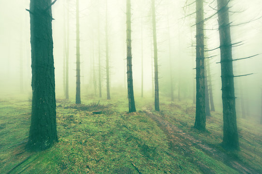 Fototapeta Lost in the forest
