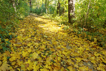 Path is in the autumn forest.