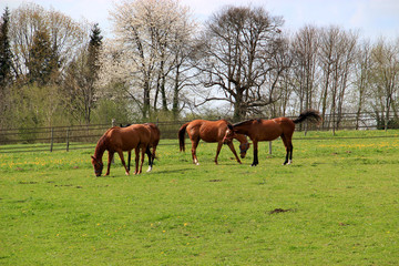 Obraz premium Chevaux en pâturage.