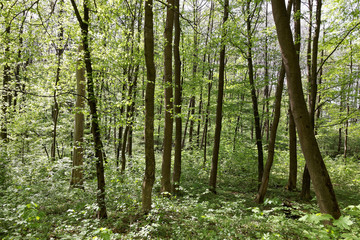 Fototapeta na wymiar Green deciduous forest on a sunny day.