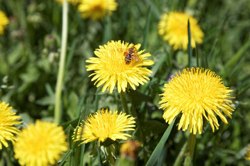 Dandelions on a background of flowers and green grass.