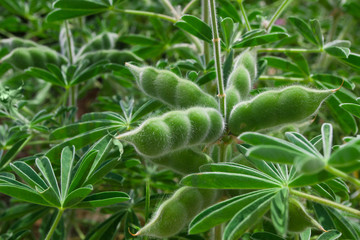 Green legumes plant growing