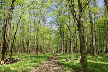 Green deciduous forest on a sunny day.