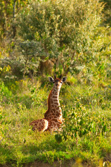 giraffe