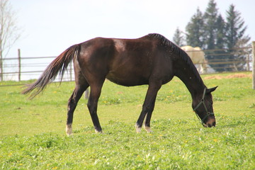 Fototapeta premium Cheval de course.
