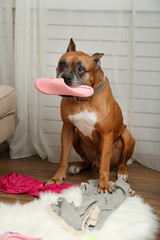 Dog demolishes clothes in messy room