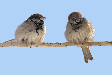 two sparrows