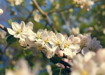 flowering cherry