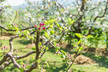 Obstblüte im Frühling