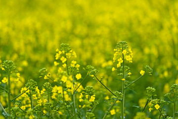 Oilseed Rapeseed Flower Close up in Agricultural Field