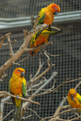 Sun conure parrot in birdcage.