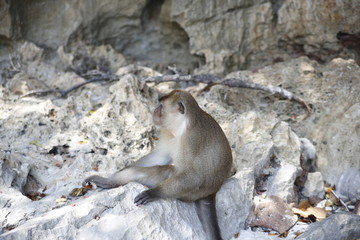 Monkey in the island