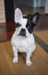 Fototapeta premium French bulldog dog at home
