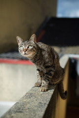Obraz premium Tabby cat on top of a wall
