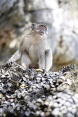 Monkey in the island
