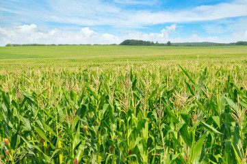 green corn field and blue sky