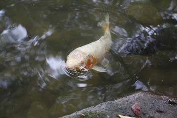Fancy carp or Koi fish swimming at pond in the garden