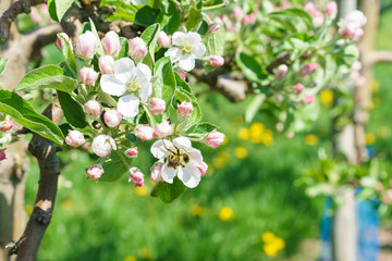 Obraz premium Obstblüte im Frühling