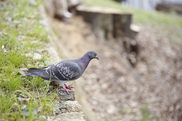 Pigeon bird cherry blossom