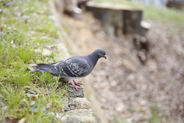 Pigeon bird cherry blossom