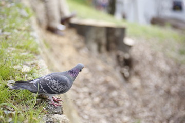 Pigeon bird cherry blossom