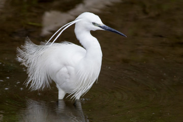 Little egret (Egretta garzetta)