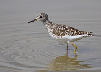 Wood sandpiper (Tringa glareola)