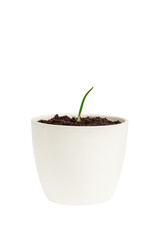 Young seedling growing in a pot.