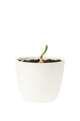 Young seedling growing in a pot.