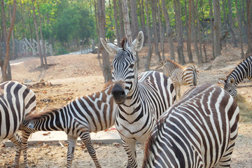 Zebra portrait