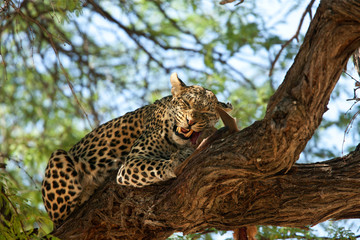 leopard