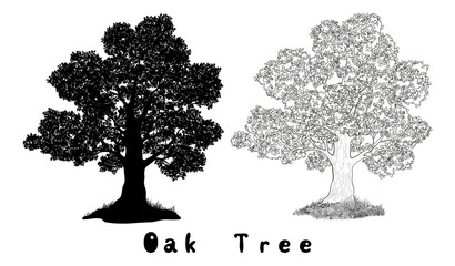 Fototapeta premium Oak Tree Silhouette, Contours and Inscriptions