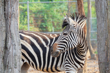 Fototapeta premium Zebra portrait