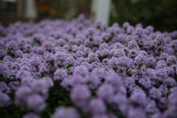Thymus serpyllum purple flowers