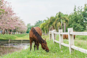 Naklejka premium equine on a farm with green grass, landscape view
