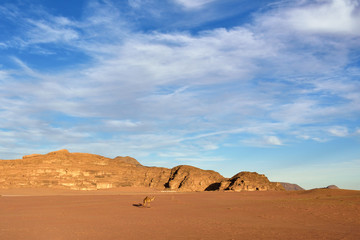 Fototapeta na wymiar Wadi Rum desert