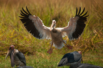 pelican