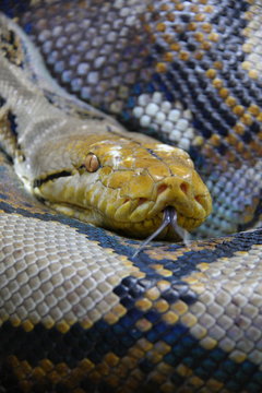 Reticulated python (Python reticulatus) in Thailand