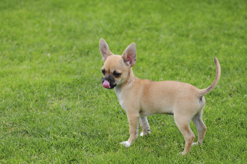 Chihuahua Welpe