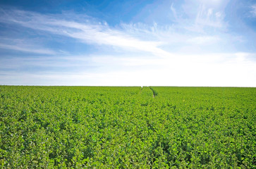 Landwirtschaft - global, Frühling