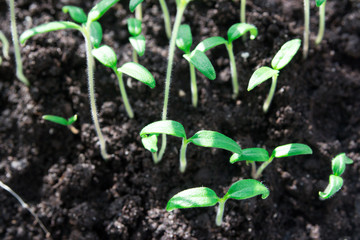 tomato seedlings in a box